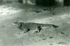 クック海峡、またはロンドン動物園の北トゥアタラ、1923年頃（bw写真）